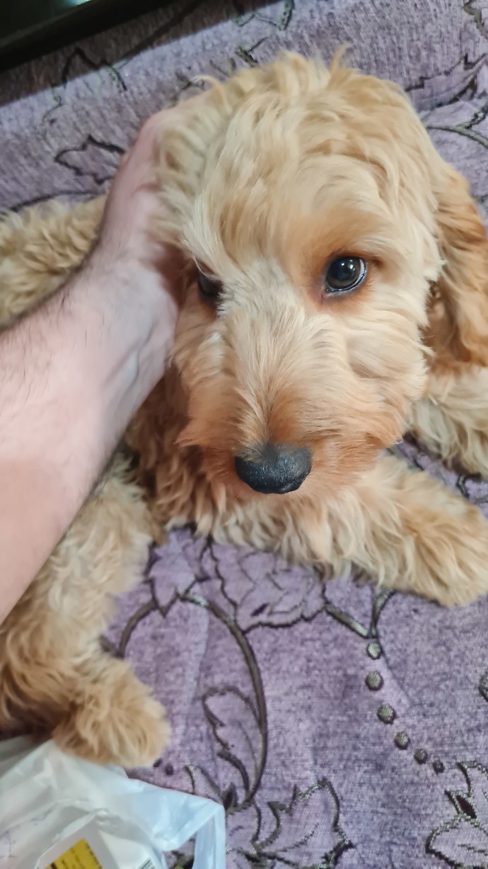 Luca
