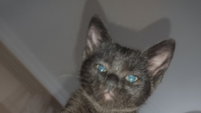 Kedimin ismini pişi koydum nasıl olmuş?