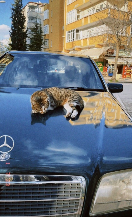 Kedi sahiplenmek istiyorum ama bakabilme konusunda endişeliyim. Ne yapmalıyım?