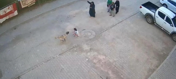 Şanlıurfada dehşet anları yaşandı! Sokakta köpeklerle karşılaştığınızda ne yapıyorsunuz?