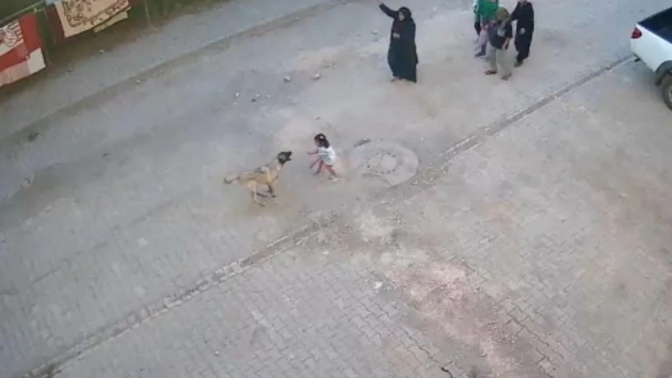 Şanlıurfa'da dehşet anları yaşandı! Sokakta köpeklerle karşılaştığınızda ne yapıyorsunuz?