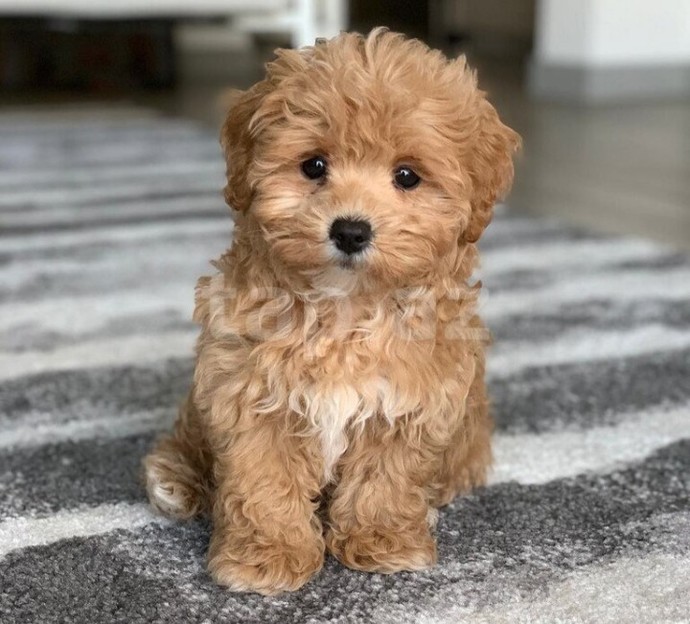 Köpeği olan var mı?
