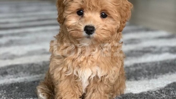 Köpeği olan var mı?