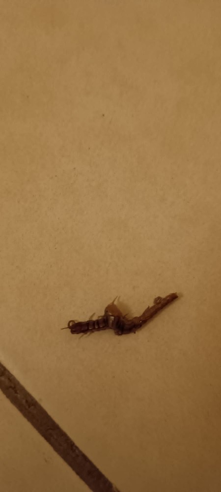 Acil bakar mısınız, bu nedir? Beni soktu ve kolum sızlıyor. Hastaneye gitmeli miyim?