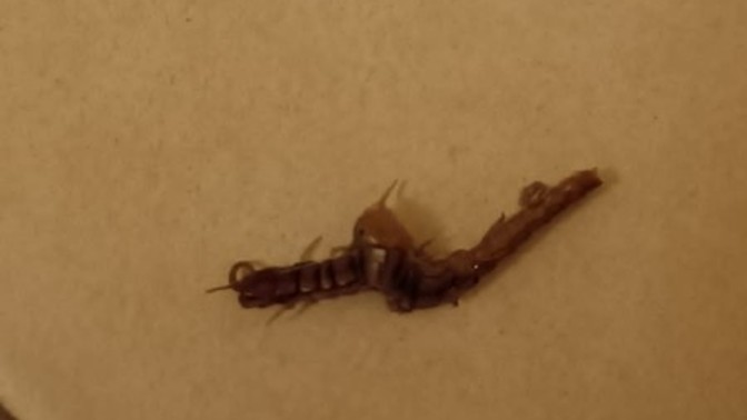 Acil bakar mısınız, bu nedir? Beni soktu ve kolum sızlıyor. Hastaneye gitmeli miyim?