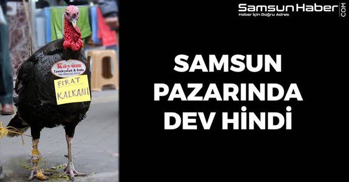 Hindi ile aranız nasıl, sever misiniz?