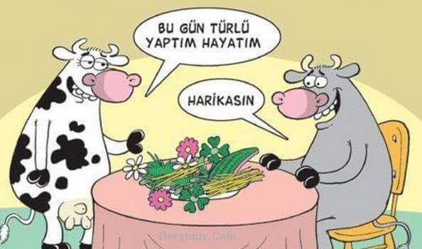 Harikasın