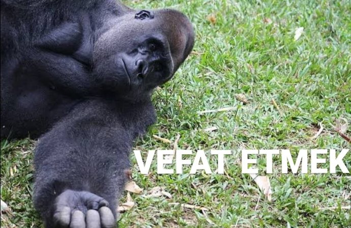 Eğitim hayatınızda hiç kopya çektiniz mi?