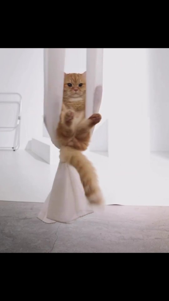 Kediler yoga yapabilir mi?