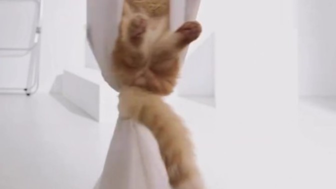 Kediler yoga yapabilir mi?