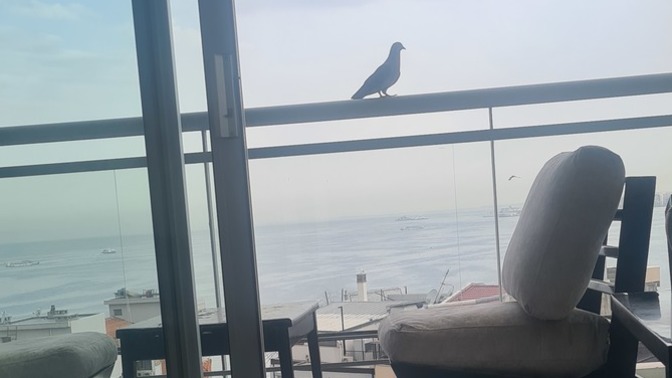 Güvercinin, hangi şansı getirdiğine inanılır?