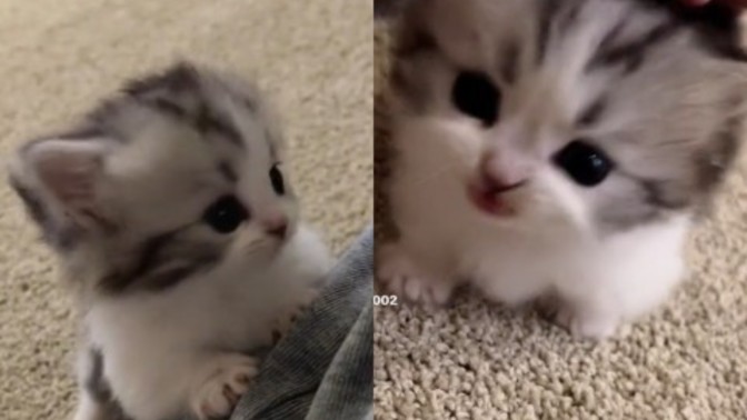 Size bundan alan erkoyla evlenir misiniz?
