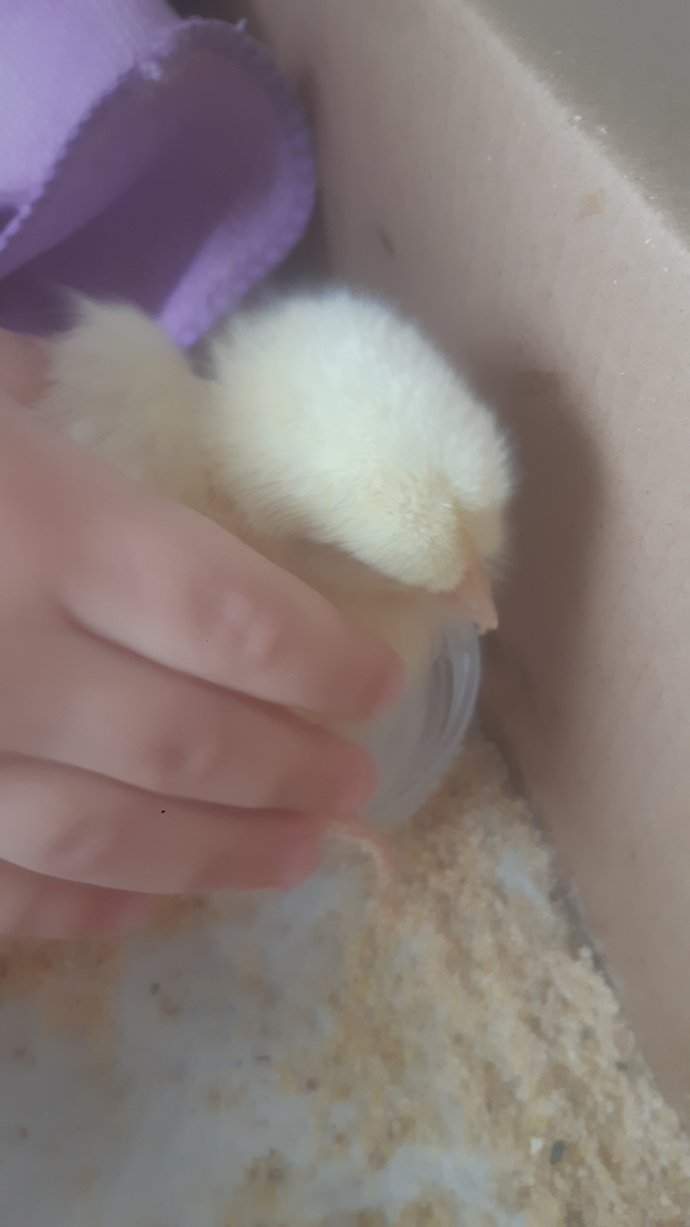 Minik tırtılın civcivleri 🐣