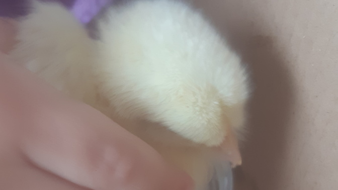Çocukken hangi hayvanları beslediniz🐣?