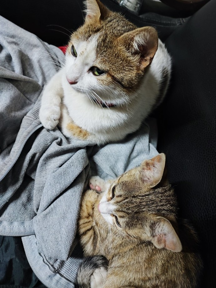 Kedi olan evde yazılı olmayan bir kural söyler misin?