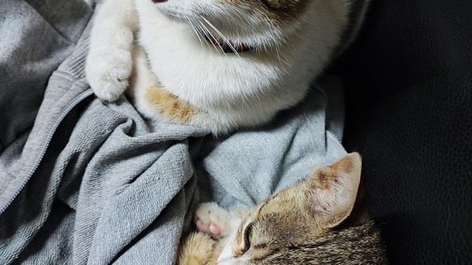 Kedi olan evde yazılı olmayan bir kural söyler misin?