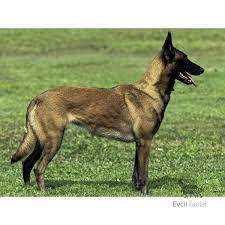 Evcil bir  köpek edinmek isteseydiniz,Bu hangi cins bir köpek olurdu?