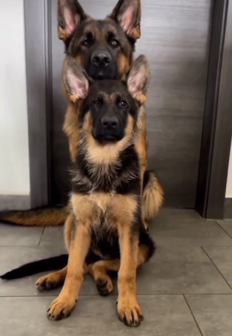 Evcil bir  köpek edinmek isteseydiniz,Bu hangi cins bir köpek olurdu?