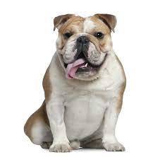 Evcil bir  köpek edinmek isteseydiniz,Bu hangi cins bir köpek olurdu?
