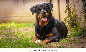 Evcil bir  köpek edinmek isteseydiniz,Bu hangi cins bir köpek olurdu?