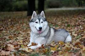 Evcil bir  köpek edinmek isteseydiniz,Bu hangi cins bir köpek olurdu?