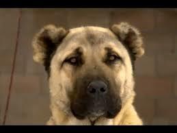 Evcil bir  köpek edinmek isteseydiniz,Bu hangi cins bir köpek olurdu?