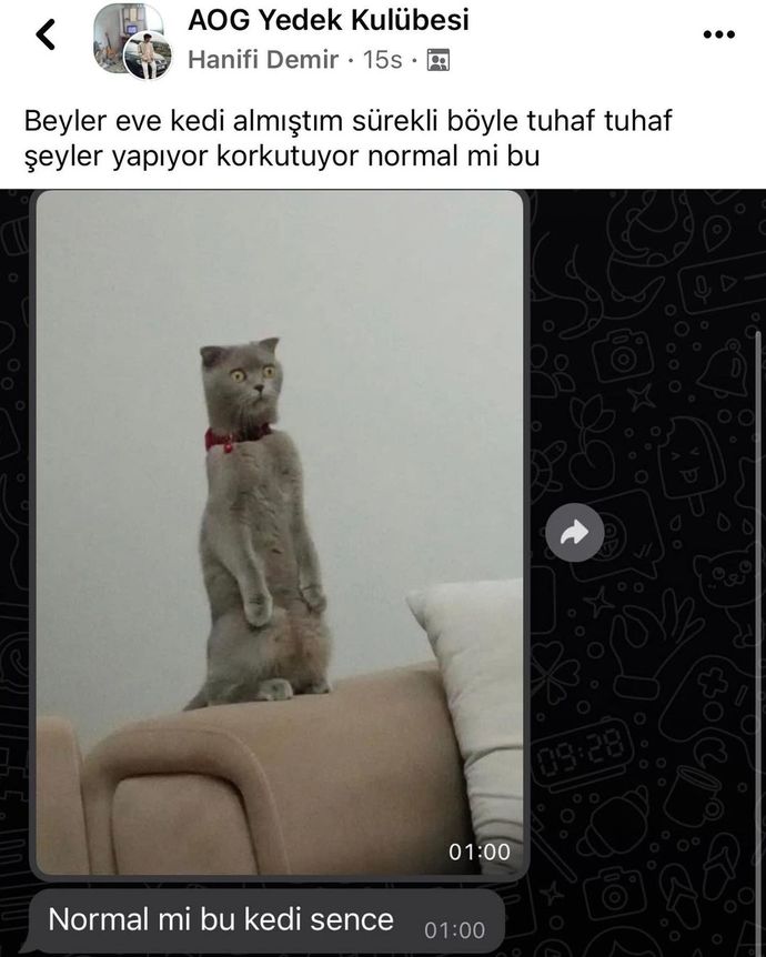 Size sürekli böyle bakan bir kediniz olsaydı korkar mıydınız :D?
