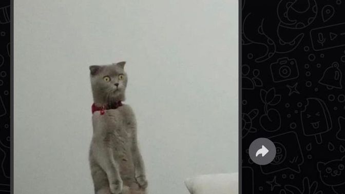 Size sürekli böyle bakan bir kediniz olsaydı korkar mıydınız :D?