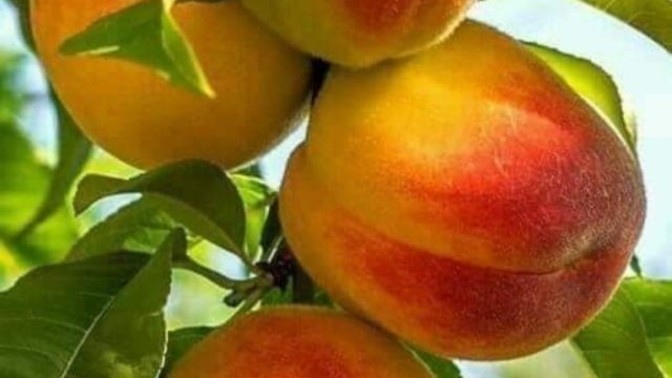 Yaz aylarında en çok tükettiğiniz meyve nedir?