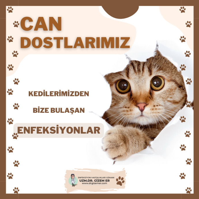Can Dostlarımız Kedilerimizden Bize Bulaşan Enfeksiyonlar Nelerdir? Kedilerimize Bakım Yaparken Dikkat Ediyor Musunuz?