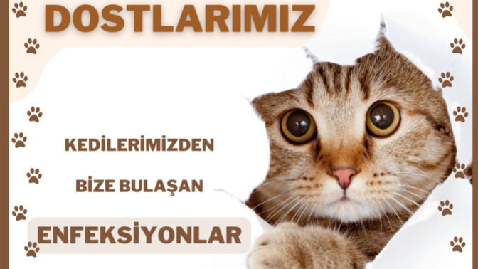 Can Dostlarımız Kedilerimizden Bize Bulaşan Enfeksiyonlar Nelerdir? Kedilerimize Bakım Yaparken Dikkat Ediyor Musunuz?