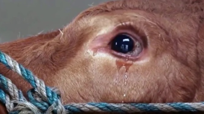 Kurban keserken hayvanlara nasıl davranıyoruz?