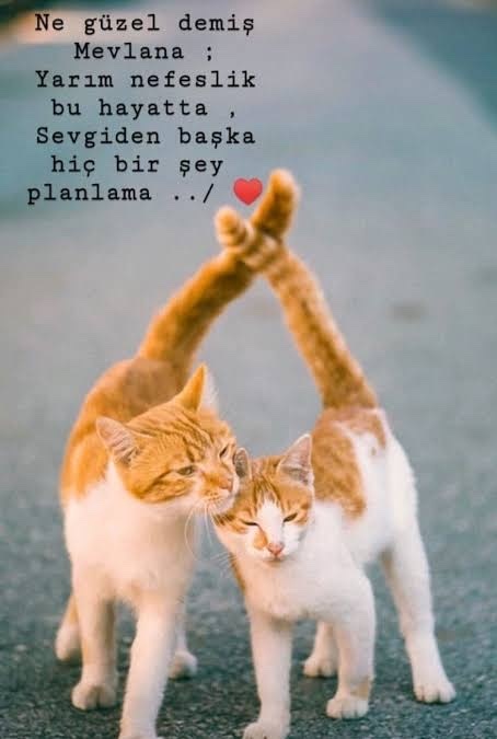 Sevgi her şeyin üstesinden gelir mi?