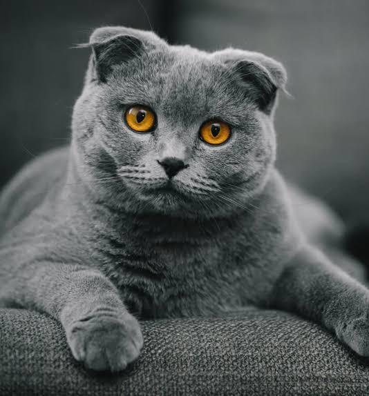 Scottish Foldmu Scottish Straightmi?