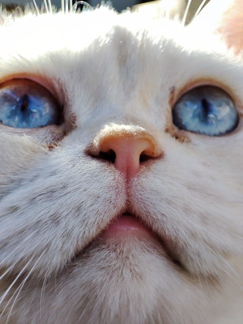 Scottish Fold'mu Scottish Straight'mi?