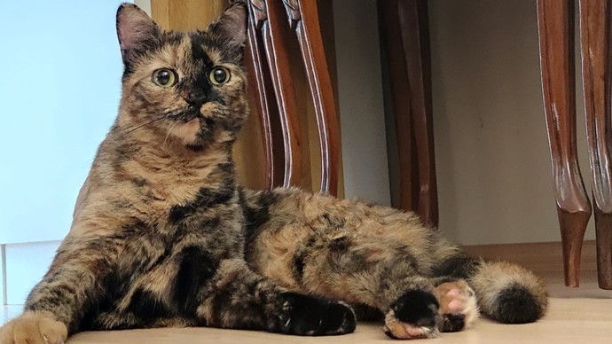 Scottish Fold'mu Scottish Straight'mi?