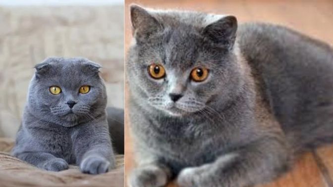 Scottish Fold'mu Scottish Straight'mi?
