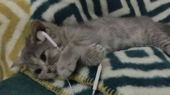 Sizce bu kedi ne dinliyor olabilir?
