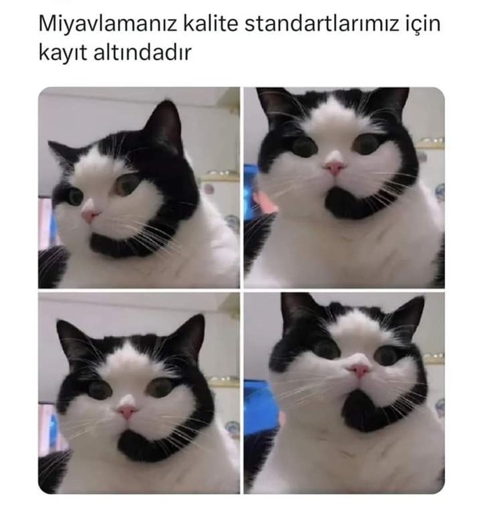 Bu kedi senin olsa adını ne koyardın?