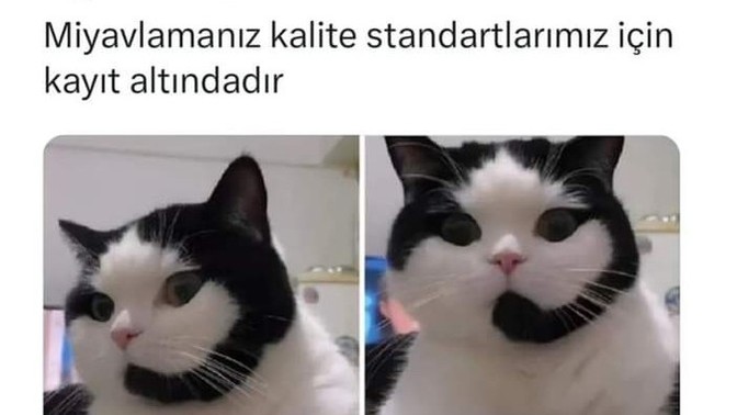 Bu kedi senin olsa adını ne koyardın?