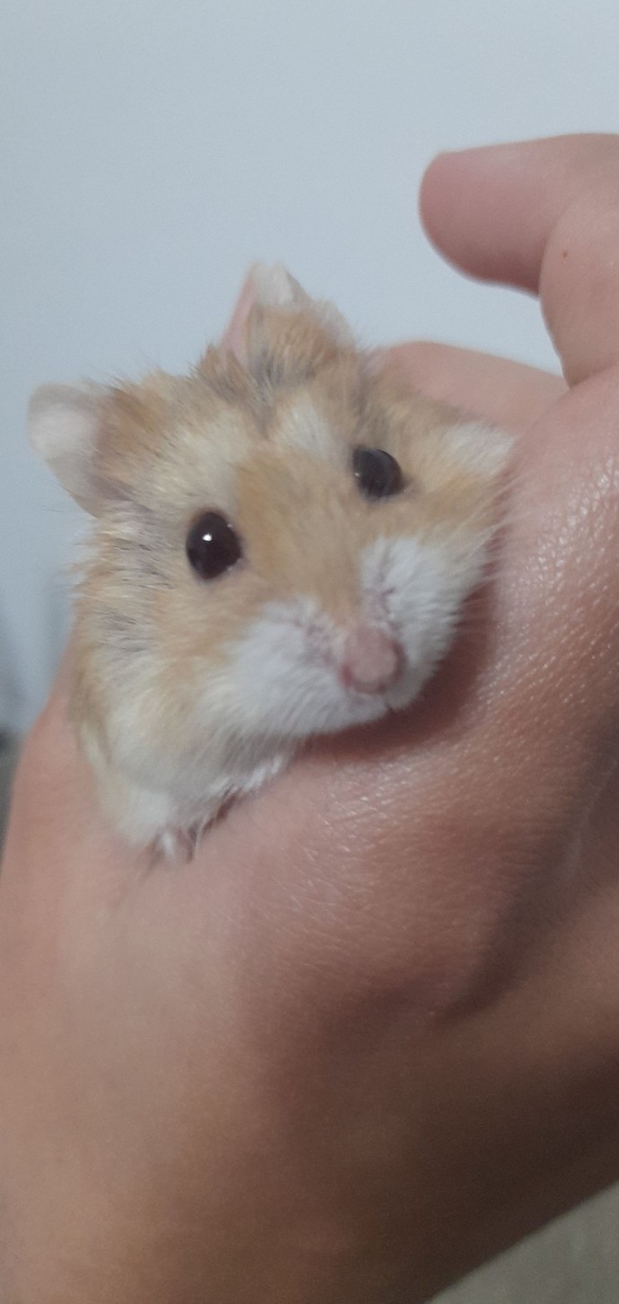 Hamsterımı her gün salmalı mıyım?