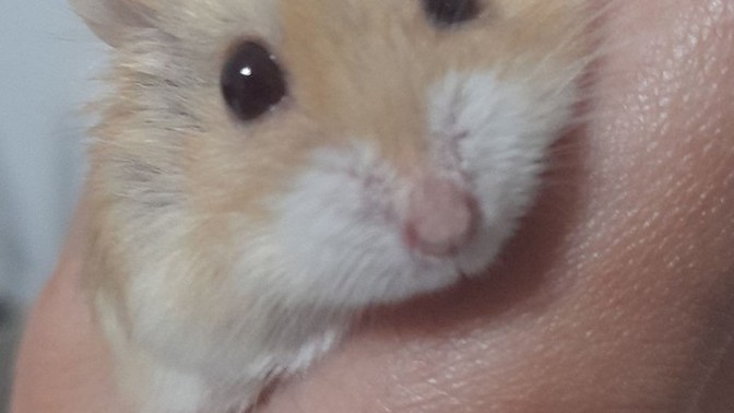 Hamsterımı her gün salmalı mıyım?