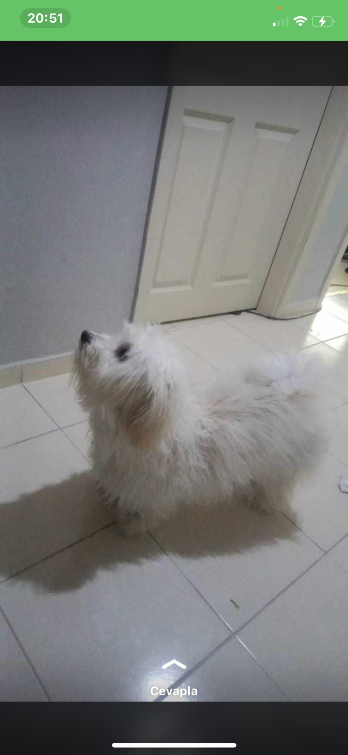 Bu köpeğin cinsi nedir?