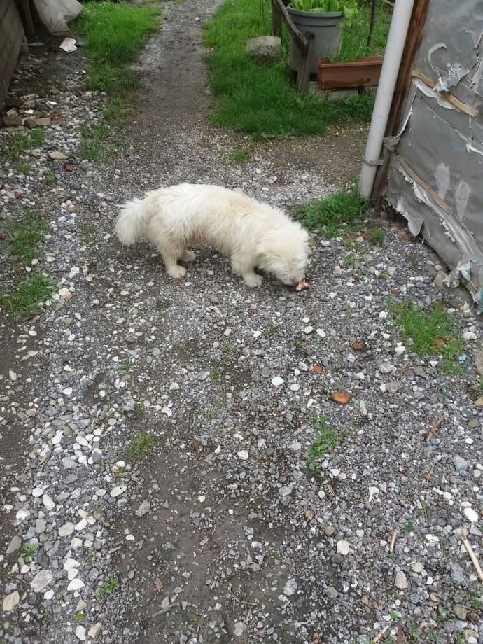 Bu köpeğin cinsi nedir?