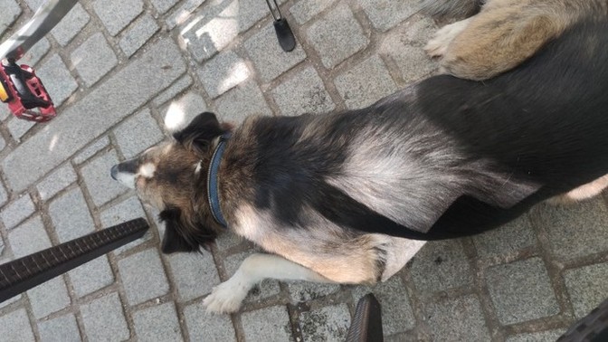 Sahiplenen erkek mutluluğunu yaşıyor olabilir miyim şu an?