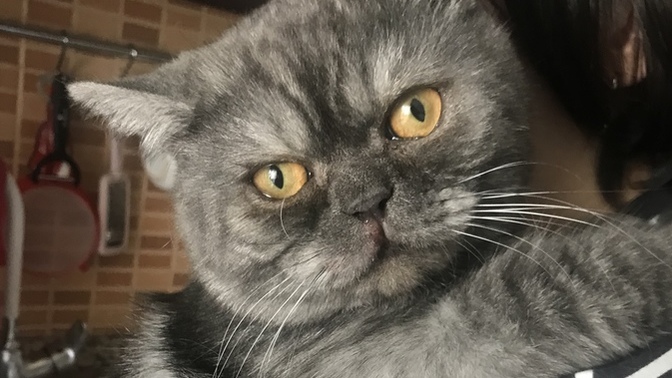 Aşkım çok yakışıklı değil mi?