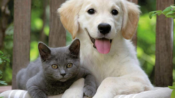 Apartmanda bakacağım bir hayvan sahiplenmek istiyorum. Kedi mi köpek mi?