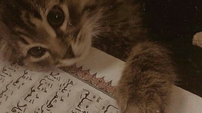 Hafız mısın? Hafız var mıdır burada?