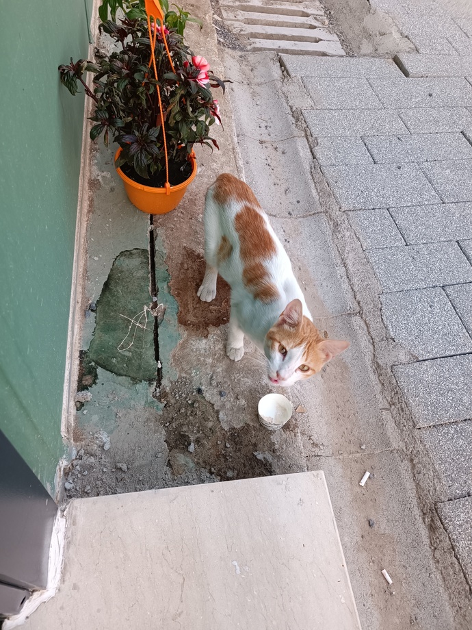 Kapınıza gelen dilsiz dostları besler misiniz?