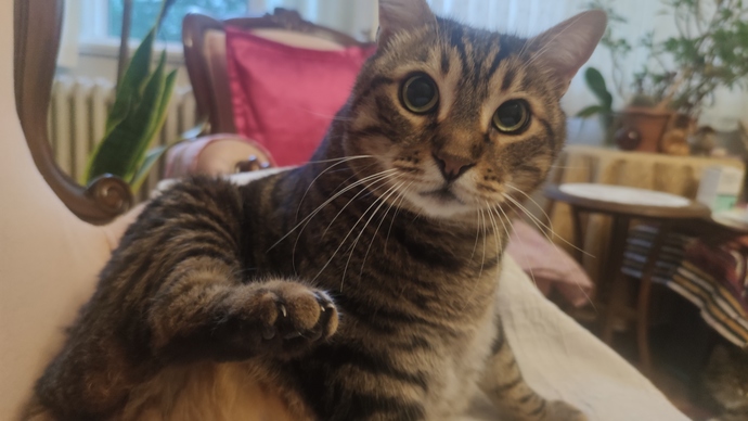 Kediniz/köpeğiniz ne kadar şapşirik?